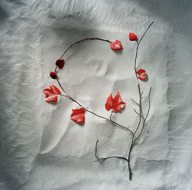 Outdoor-Still-Life-Photography